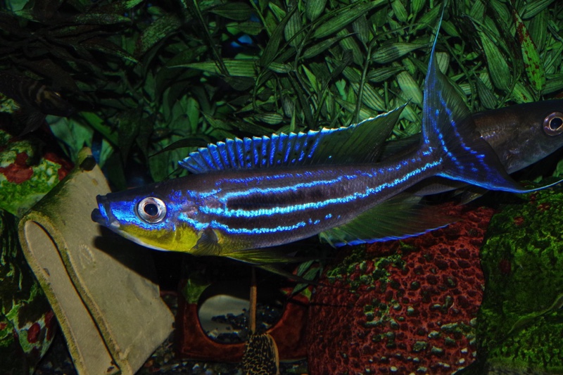 Benthochromis horii 'Kigoma'
